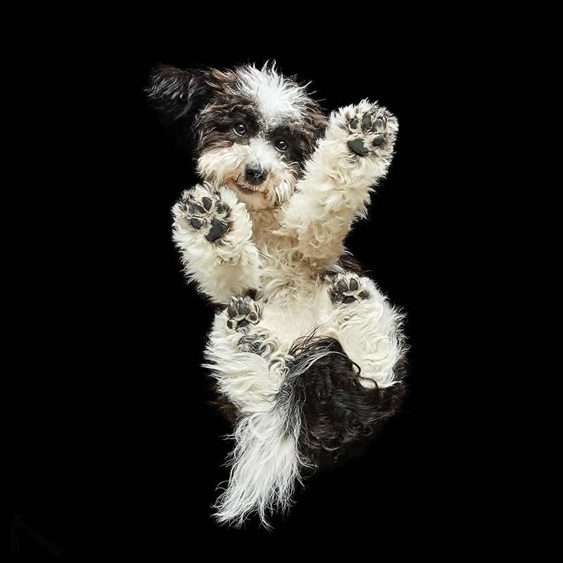 What Animals Look Like from Beneath by Andrius Burba