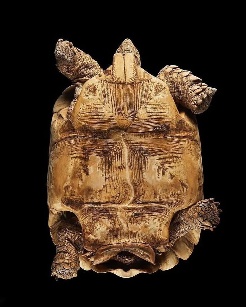 What Animals Look Like from Beneath by Andrius Burba