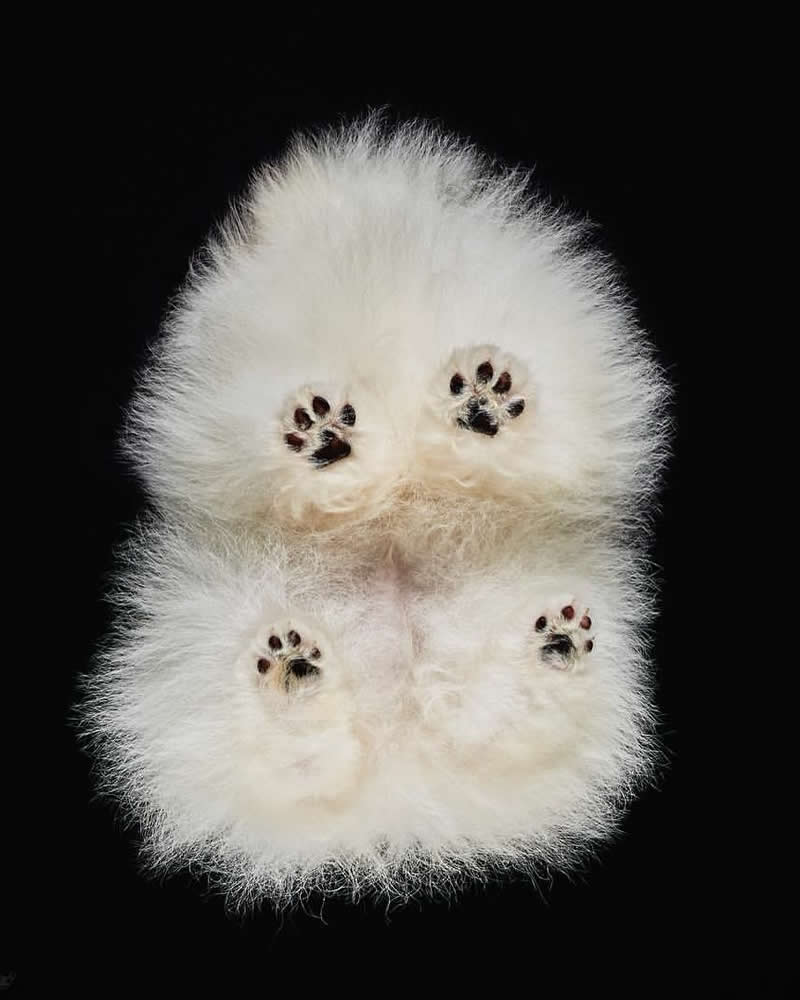 What Animals Look Like from Beneath by Andrius Burba