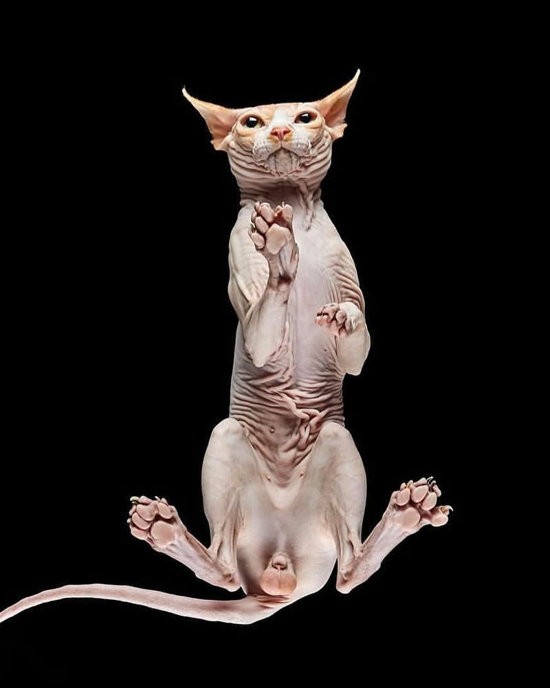 What Animals Look Like from Beneath by Andrius Burba