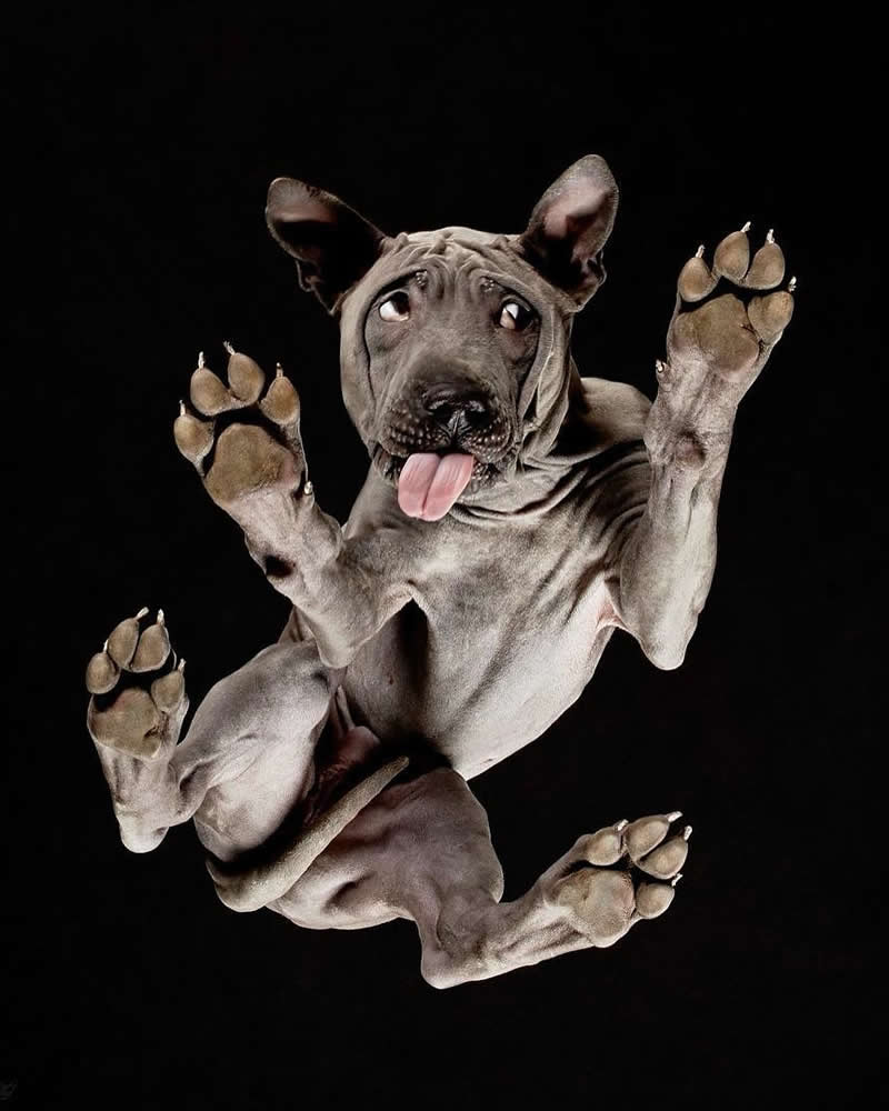 What Animals Look Like from Beneath by Andrius Burba