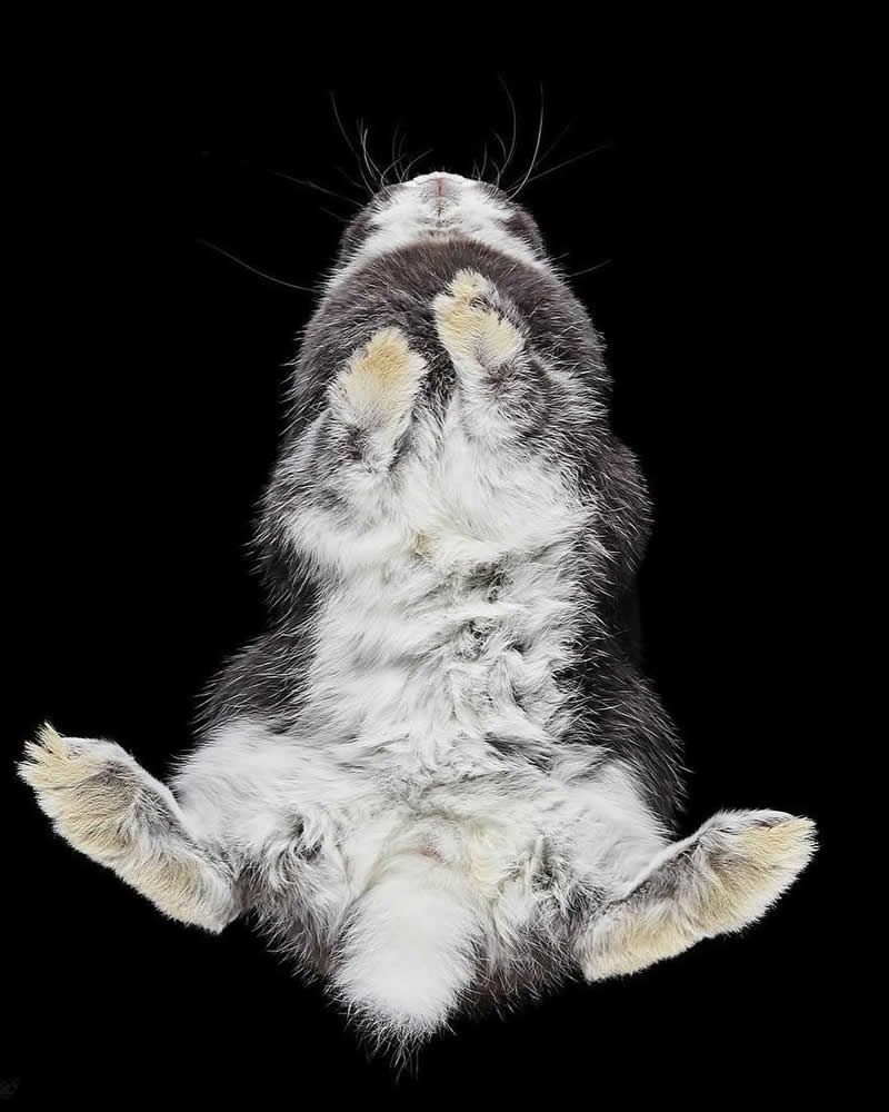 What Animals Look Like from Beneath by Andrius Burba