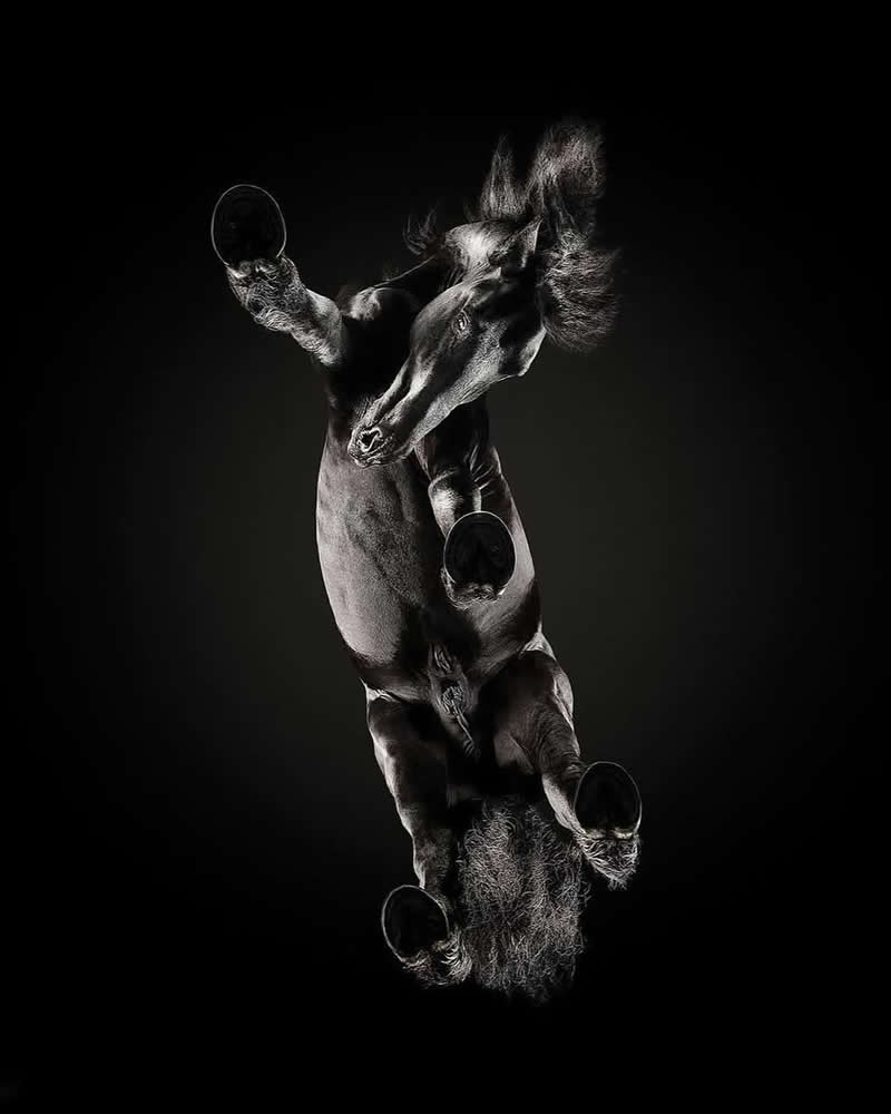 What Animals Look Like from Beneath by Andrius Burba