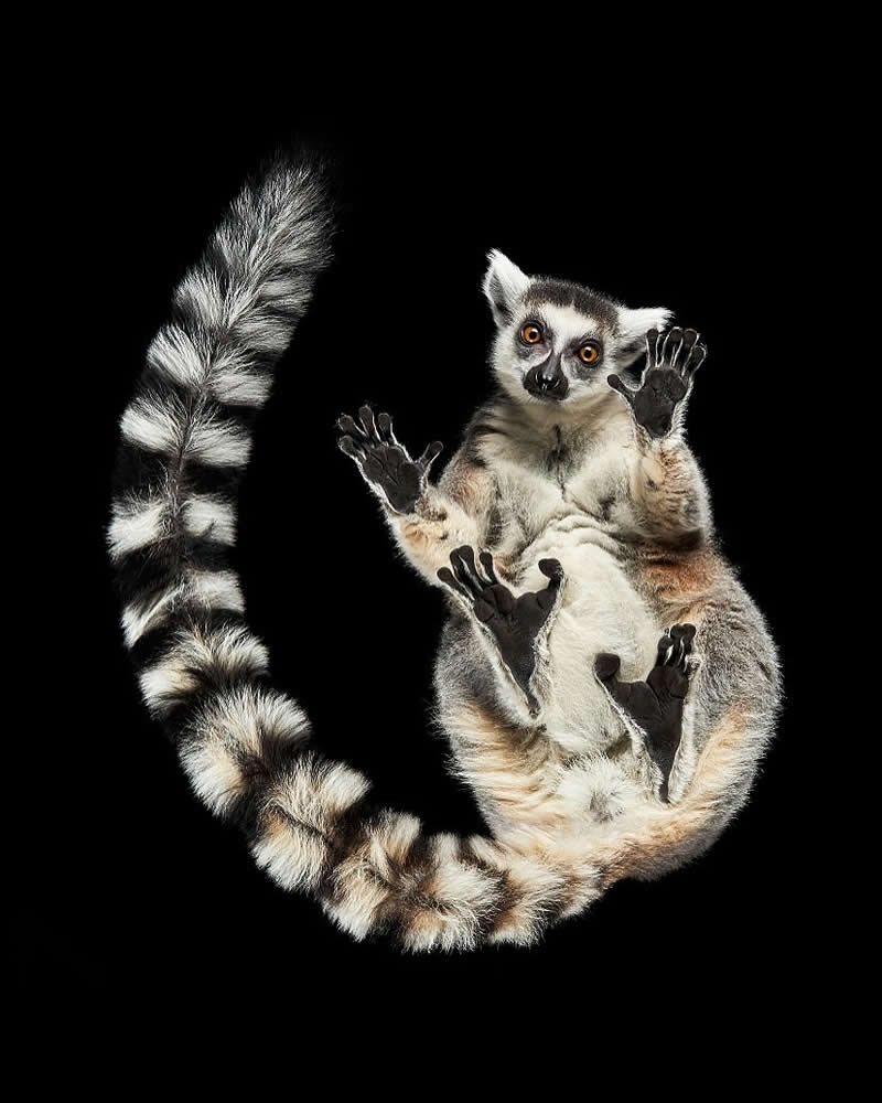 What Animals Look Like from Beneath by Andrius Burba