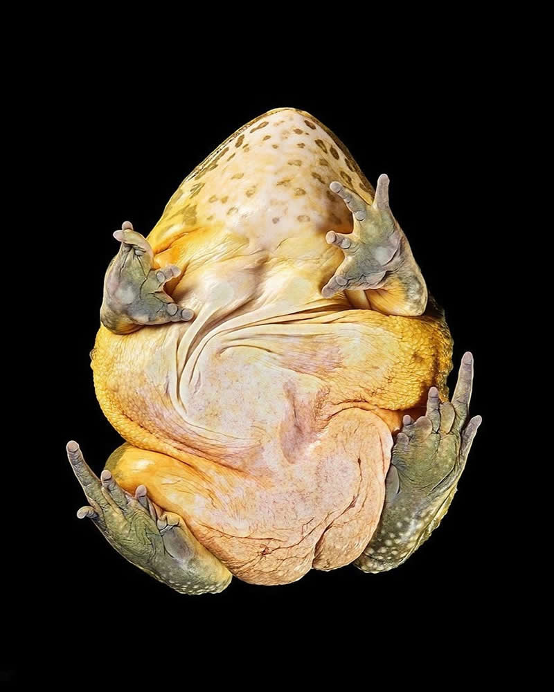 What Animals Look Like from Beneath by Andrius Burba