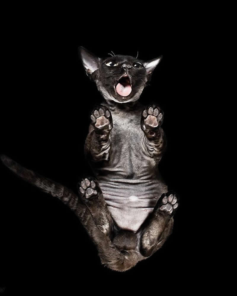 What Animals Look Like from Beneath by Andrius Burba