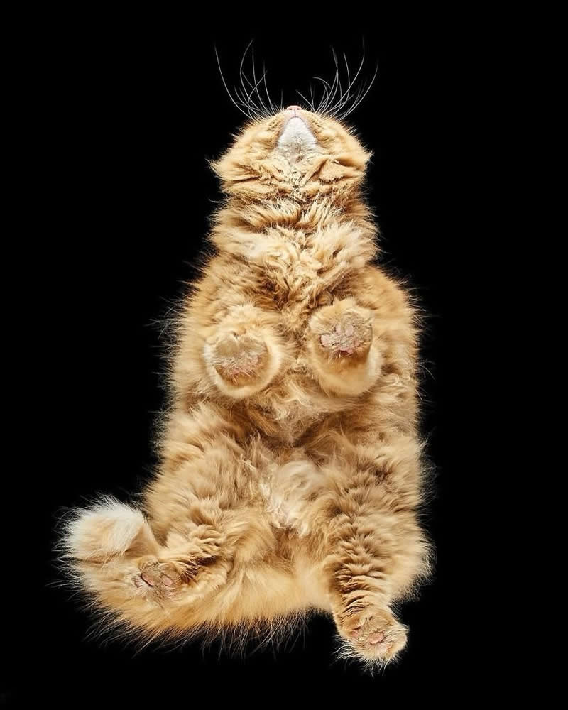 What Animals Look Like from Beneath by Andrius Burba