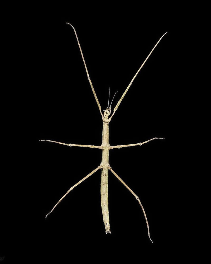 What Animals Look Like from Beneath by Andrius Burba