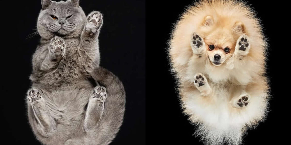 What Animals Look Like from Beneath by Andrius Burba