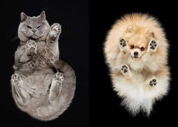 What Animals Look Like from Beneath by Andrius Burba