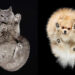 What Animals Look Like from Beneath by Andrius Burba