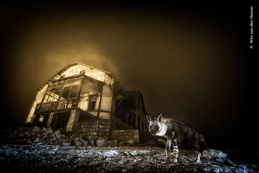 Ghost Town Visitor by Wim van den Heever - Wildlife Photographer of the Year 2025 Winners
