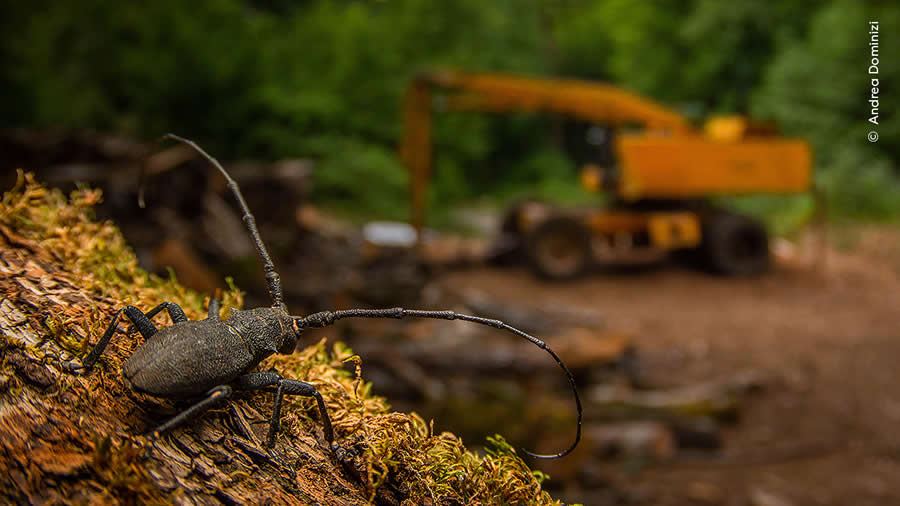 After the Destruction by Andrea Dominizi - Wildlife Photographer of the Year 2025 Winners