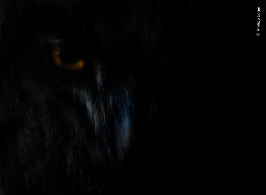 Shadow Hunter by Philipp Egger - Wildlife Photographer of the Year 2025 Winners