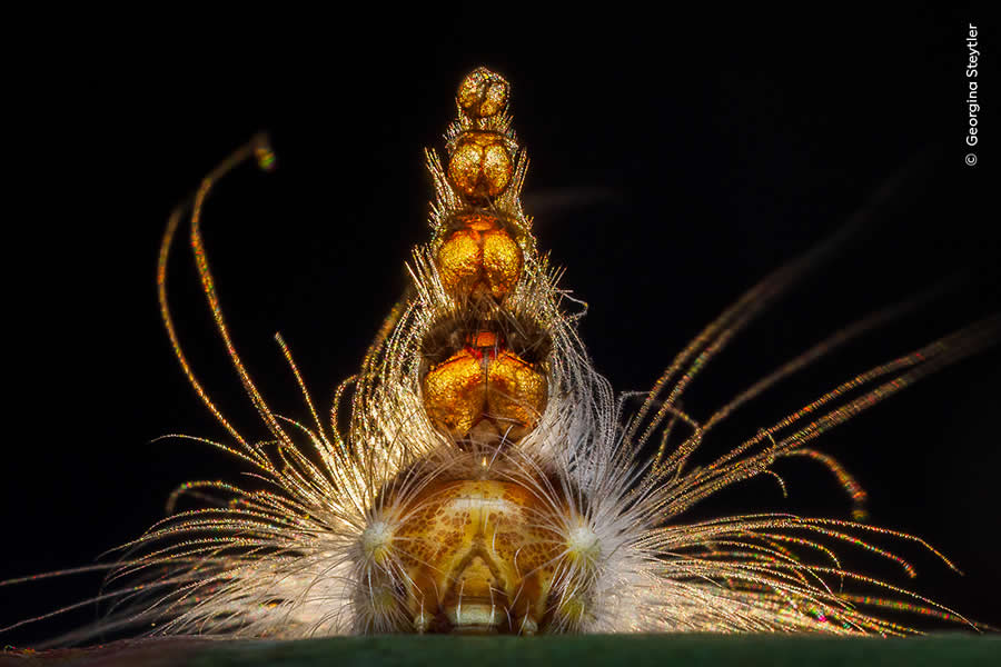 Mad Hatterpillar by Georgina Steytler - Wildlife Photographer of the Year 2025 Winners