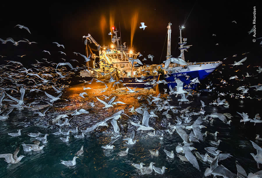 The Feast by Audun Rikardsen - Wildlife Photographer of the Year 2025 Winners