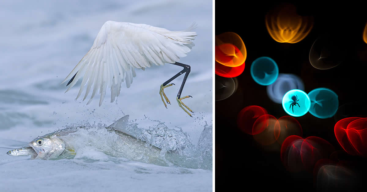 20 Stunning Winners from the Wildlife Photographer of the Year 2025 You ...