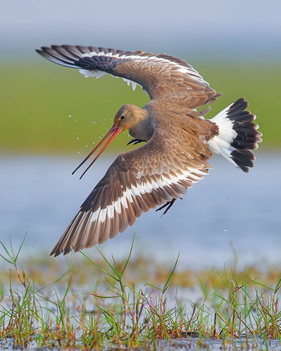 Indian Wildlife Photography by Arindam Saha