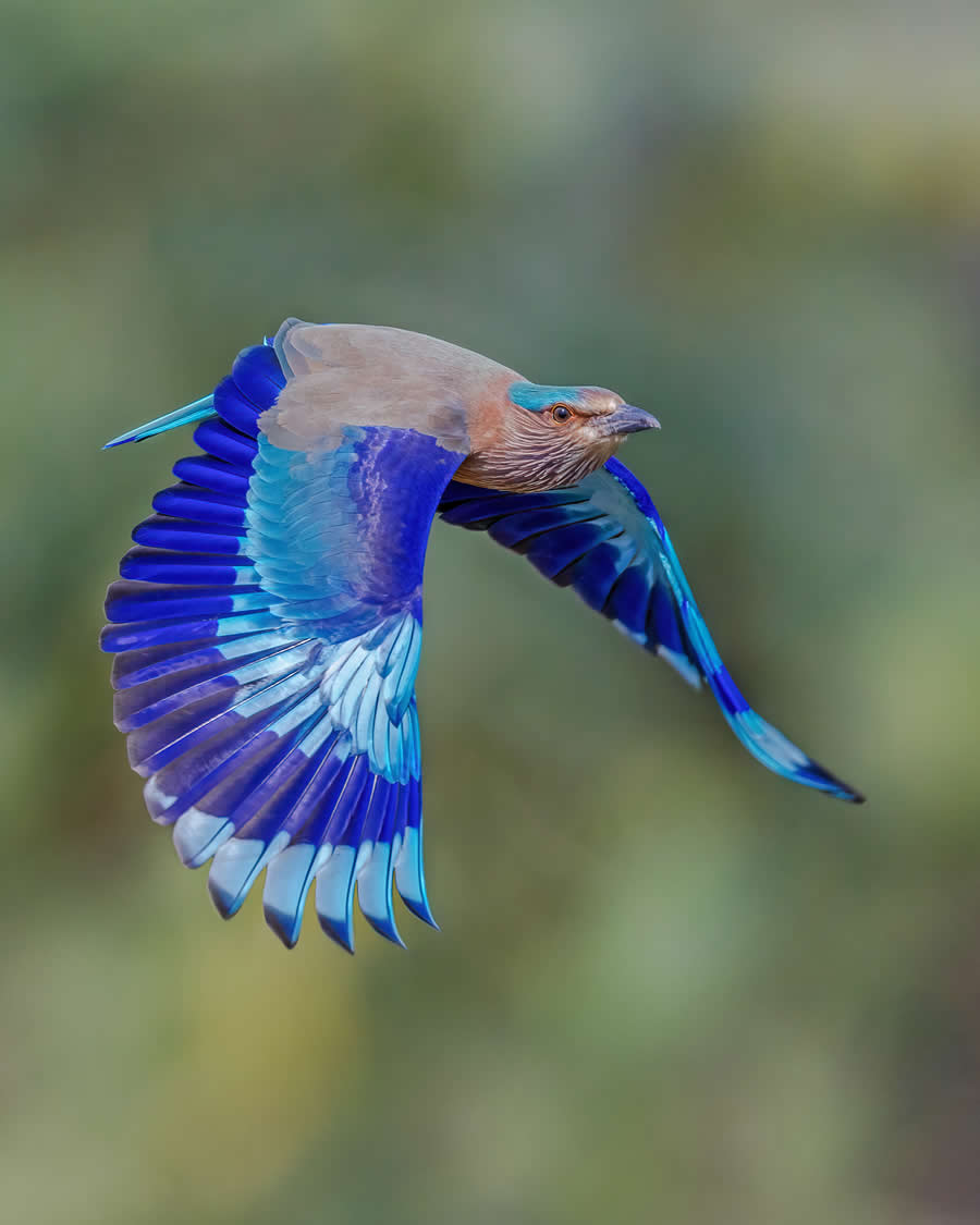 Indian Wildlife Photography by Arindam Saha