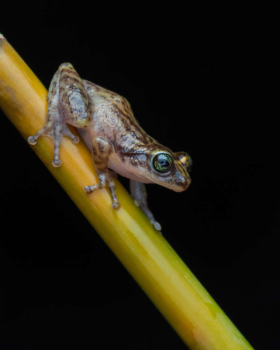 Indian Wildlife Photography by Arindam Saha