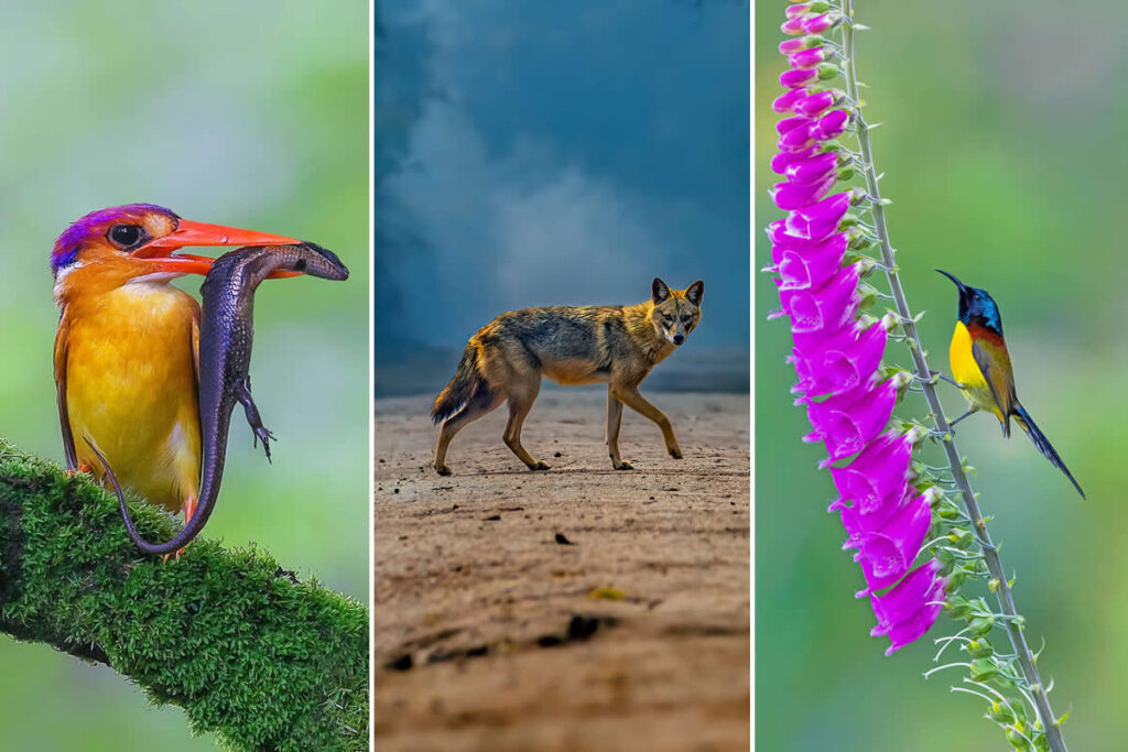 Indian Wildlife Photography by Arindam Saha