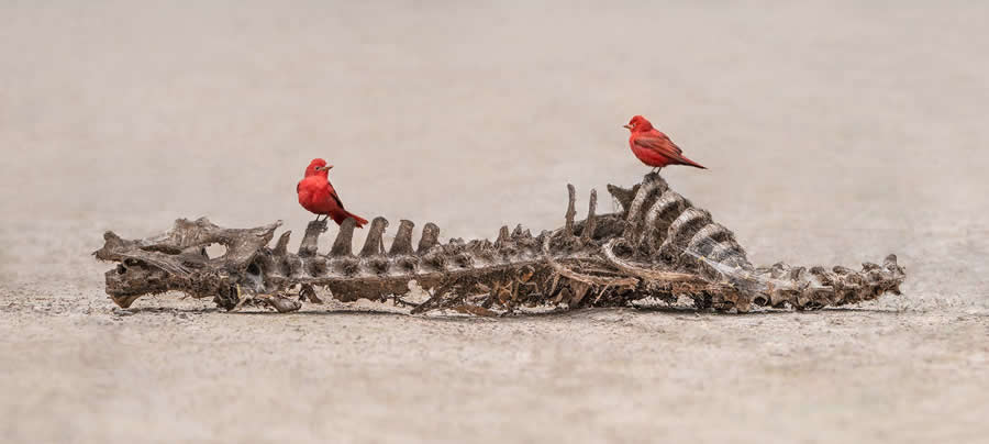 1839 Photographer of the Year Awards