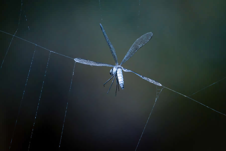 1839 Photographer of the Year Awards