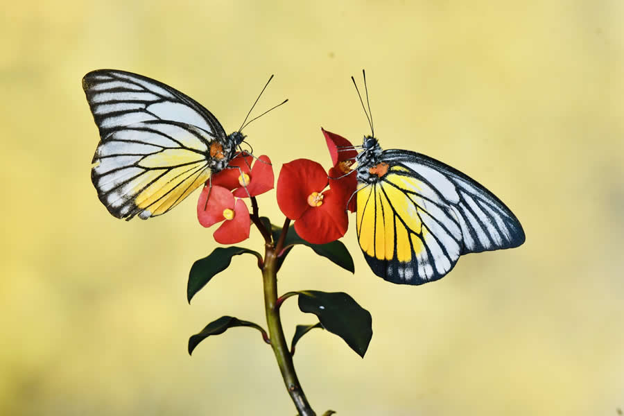 1839 Photographer of the Year Awards