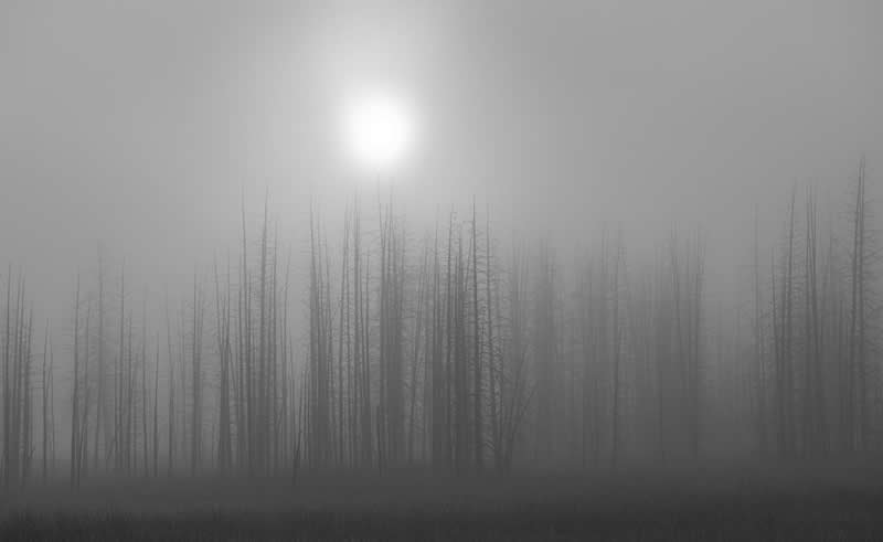 Bobby Socks Trees in the Mist by David Breslauer - 1839 Photographer of the Year Awards Landscape Winners