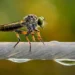 Macro robber fly with green eyes perched on wet wire