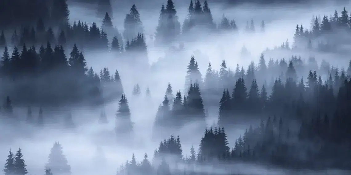 Misty pine forest in blue fog, beautiful landscape photography