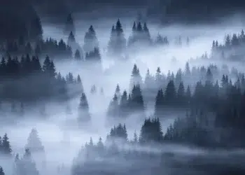 Misty pine forest in blue fog, beautiful landscape photography