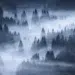 Misty pine forest in blue fog, beautiful landscape photography