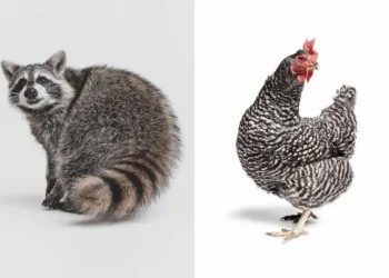 Raccoon and striped chicken studio portraits on a white background