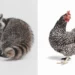 Raccoon and striped chicken studio portraits on a white background