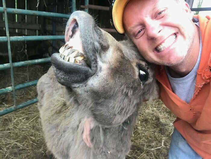 My Dad Just Sent Me This Selfie Of Him And One Of His Miniature Donkeys - Adorable Animal Selfies