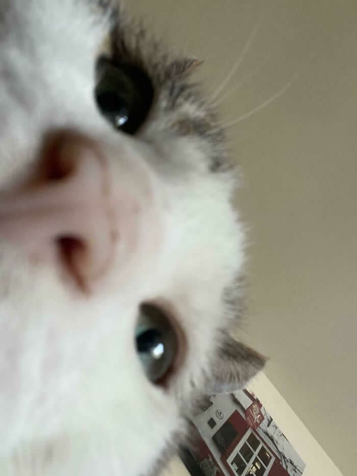 My Cat Stole My Wife’s Phone And Sent Me A Selfie While I Was At Work. Apparently, I Need To Add Him To The Family Plan - Adorable Animal Selfies