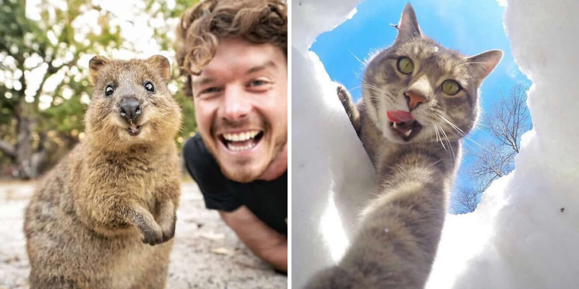 Adorable Animal Selfies