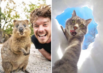 Adorable Animal Selfies
