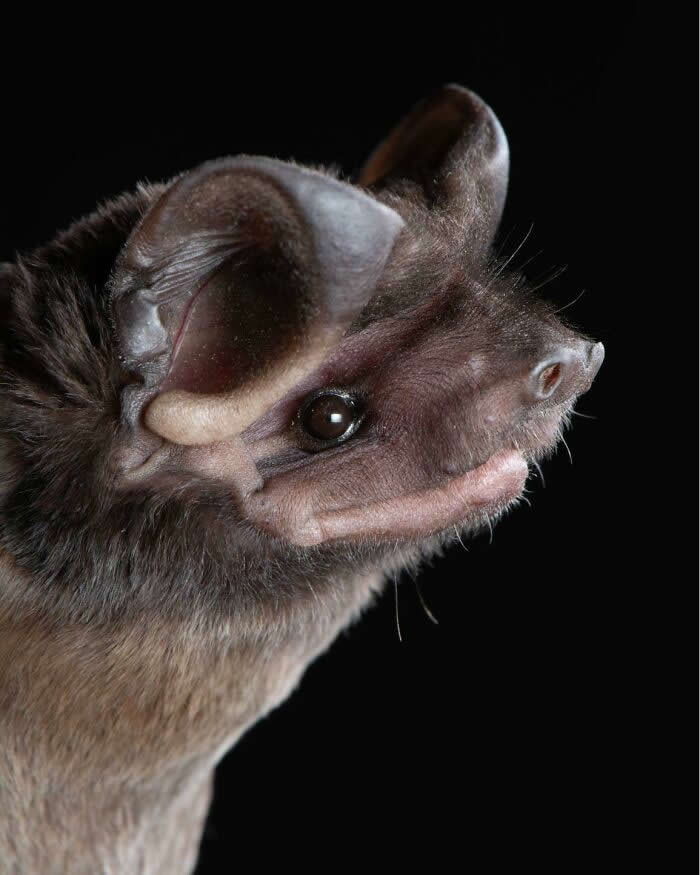 Adorable Bat Photos by Jose G. Martinez-Fonseca