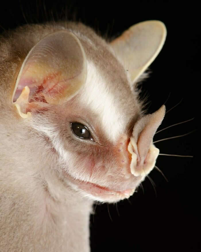 Adorable Bat Photos by Jose G. Martinez-Fonseca