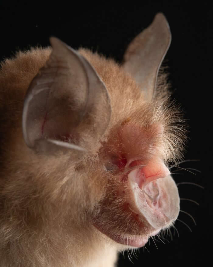 Adorable Bat Photos by Jose G. Martinez-Fonseca