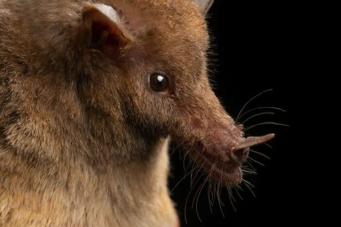 Adorable Bat Photos by Jose G. Martinez-Fonseca