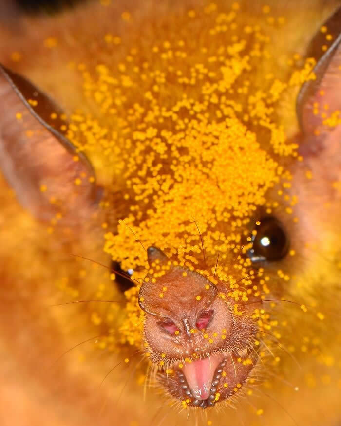 Adorable Bat Photos by Jose G. Martinez-Fonseca
