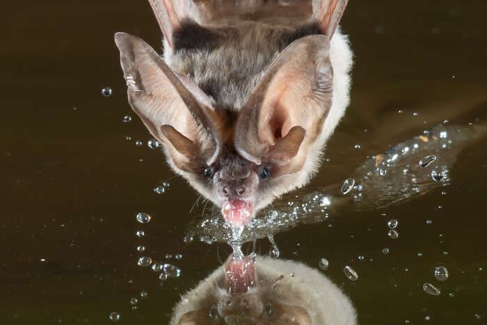 Adorable Bat Photos by Jose G. Martinez-Fonseca