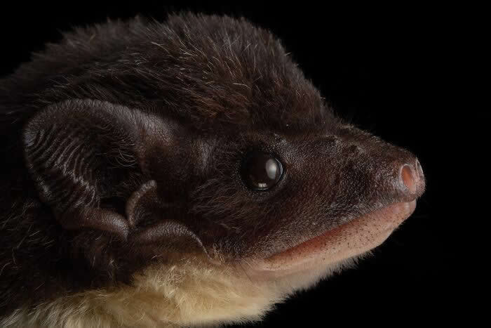 Adorable Bat Photos by Jose G. Martinez-Fonseca