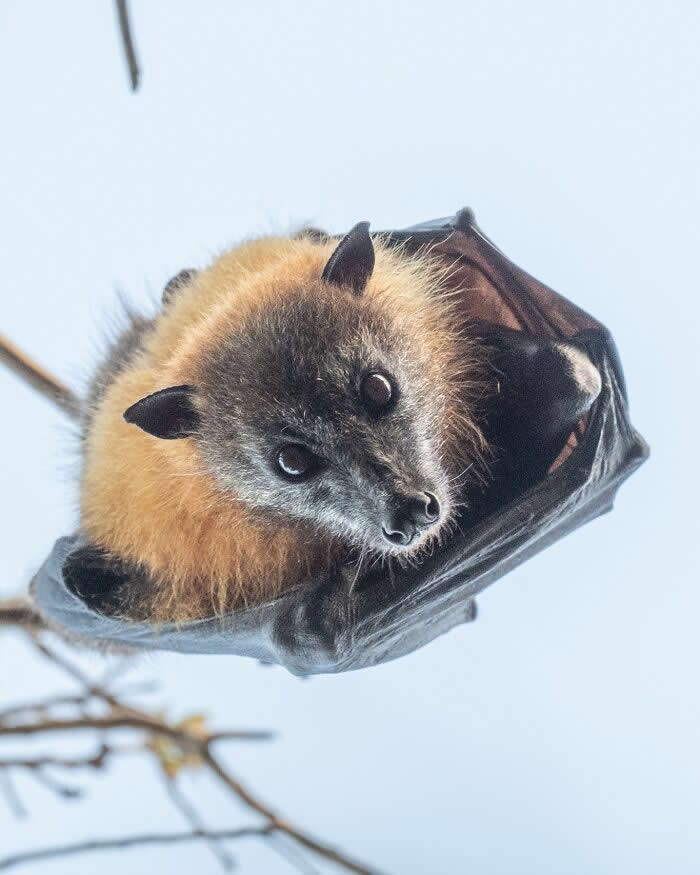 Adorable Bat Photos by Jose G. Martinez-Fonseca