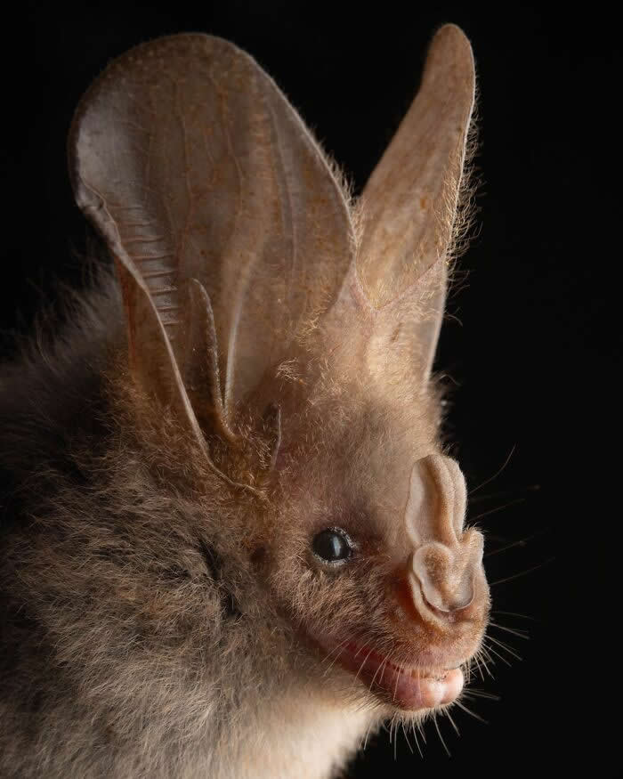 Adorable Bat Photos by Jose G. Martinez-Fonseca