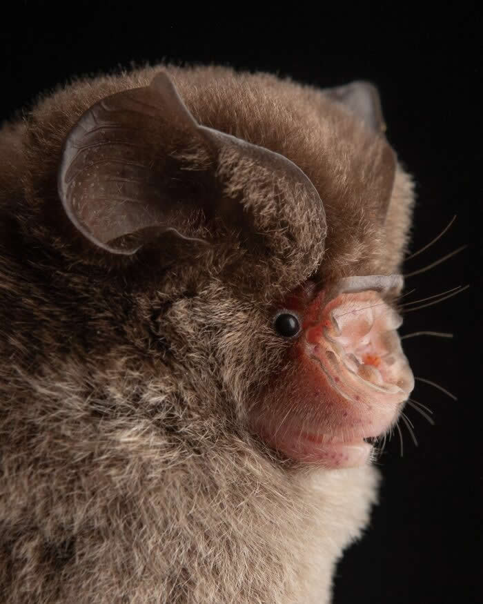 Adorable Bat Photos by Jose G. Martinez-Fonseca