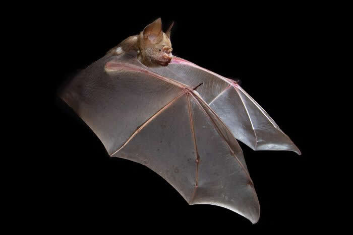 Adorable Bat Photos by Jose G. Martinez-Fonseca